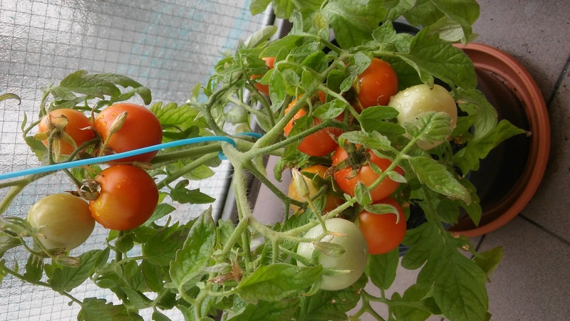 Wrześniowe zdjęcie owoców na krzaku pomidora